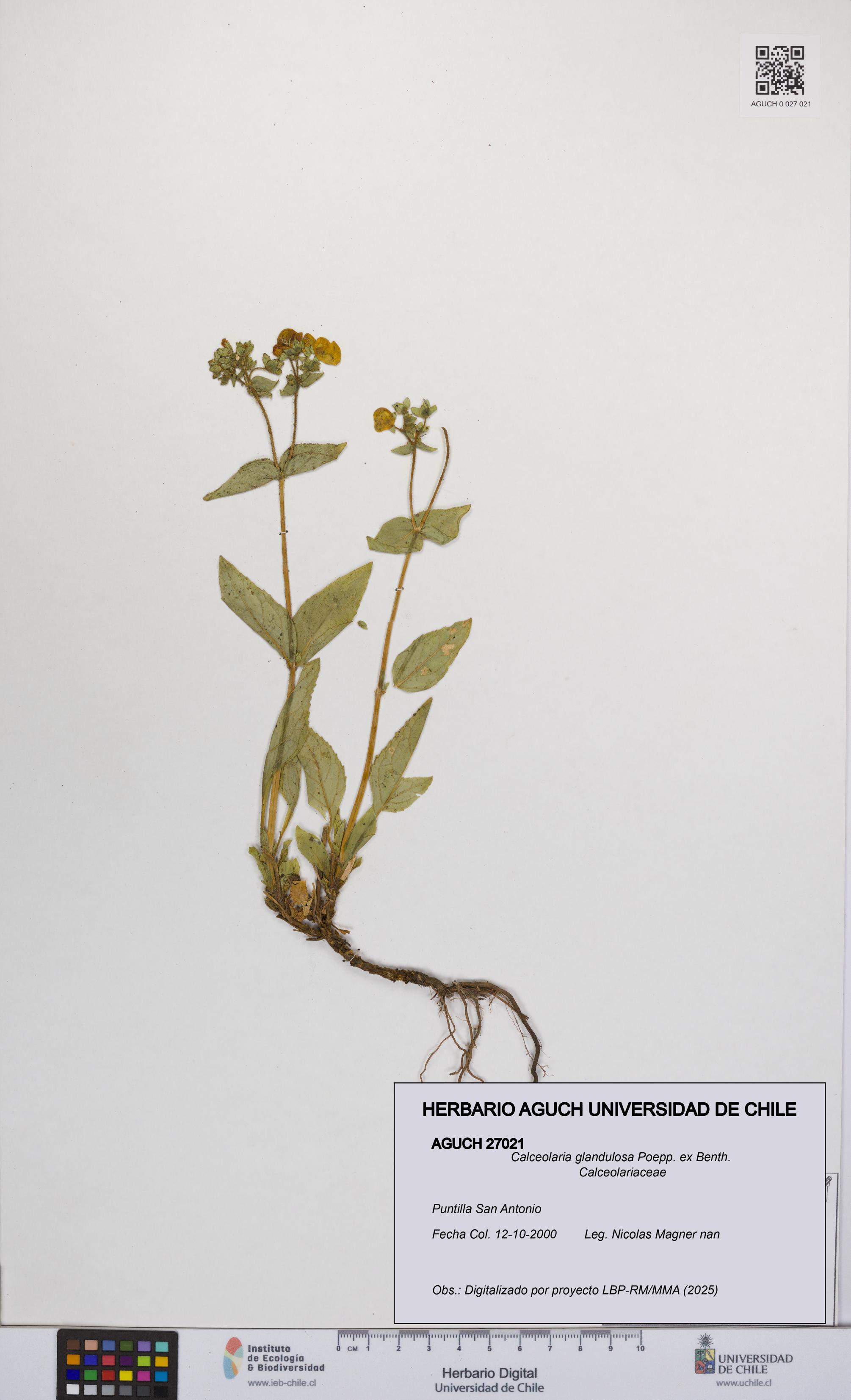 Calceolaria glandulosa [Espécimen: UCH:AGUCH:0027021]