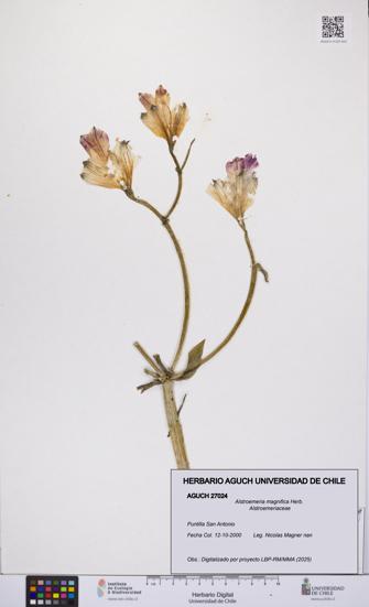 Alstroemeria magnifica [Espécimen: UCH:AGUCH:0027024]