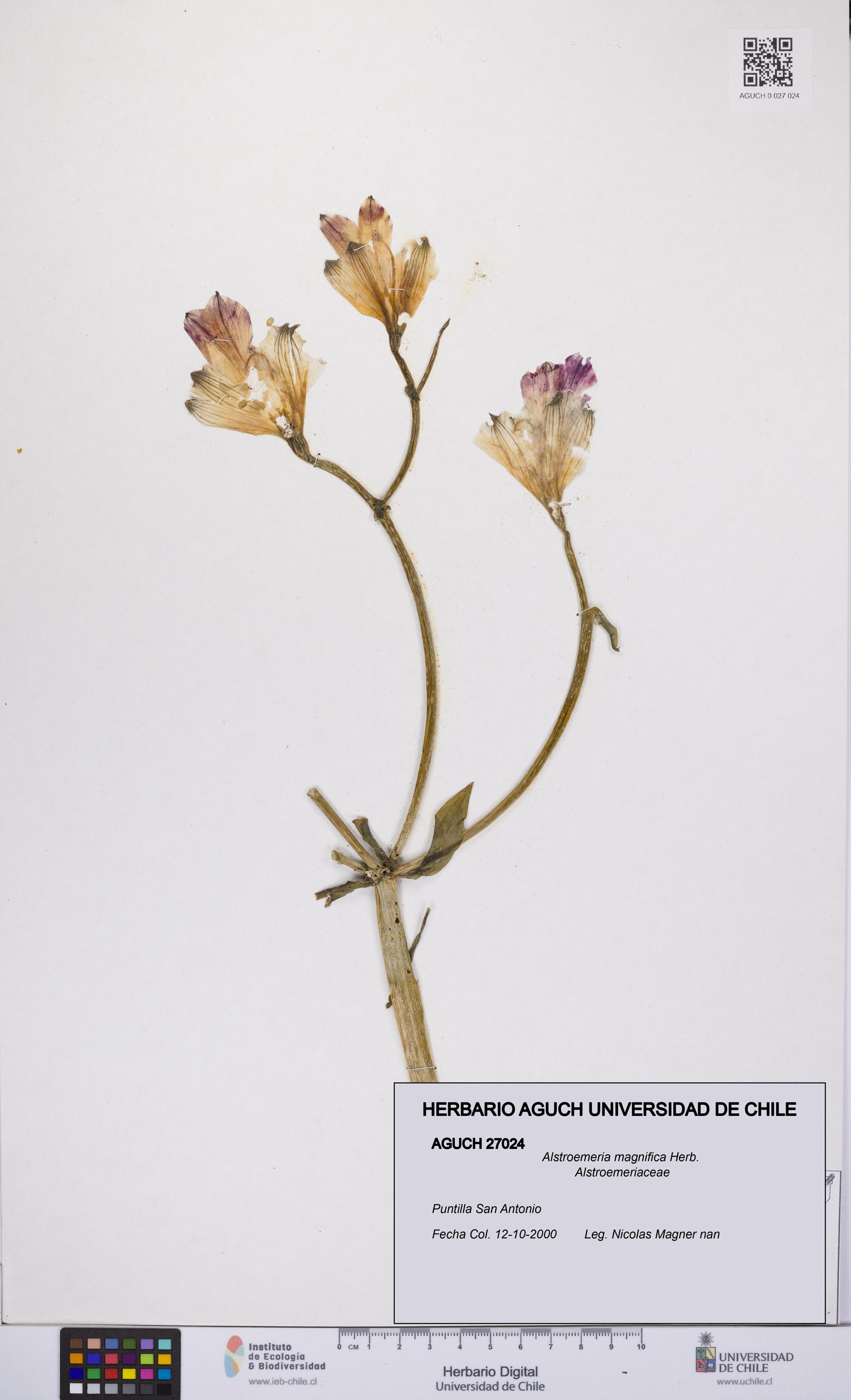 Alstroemeria magnifica [Espécimen: UCH:AGUCH:0027024]