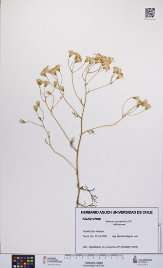 Senecio micropifolius [Espécimen: UCH:AGUCH:0027029]