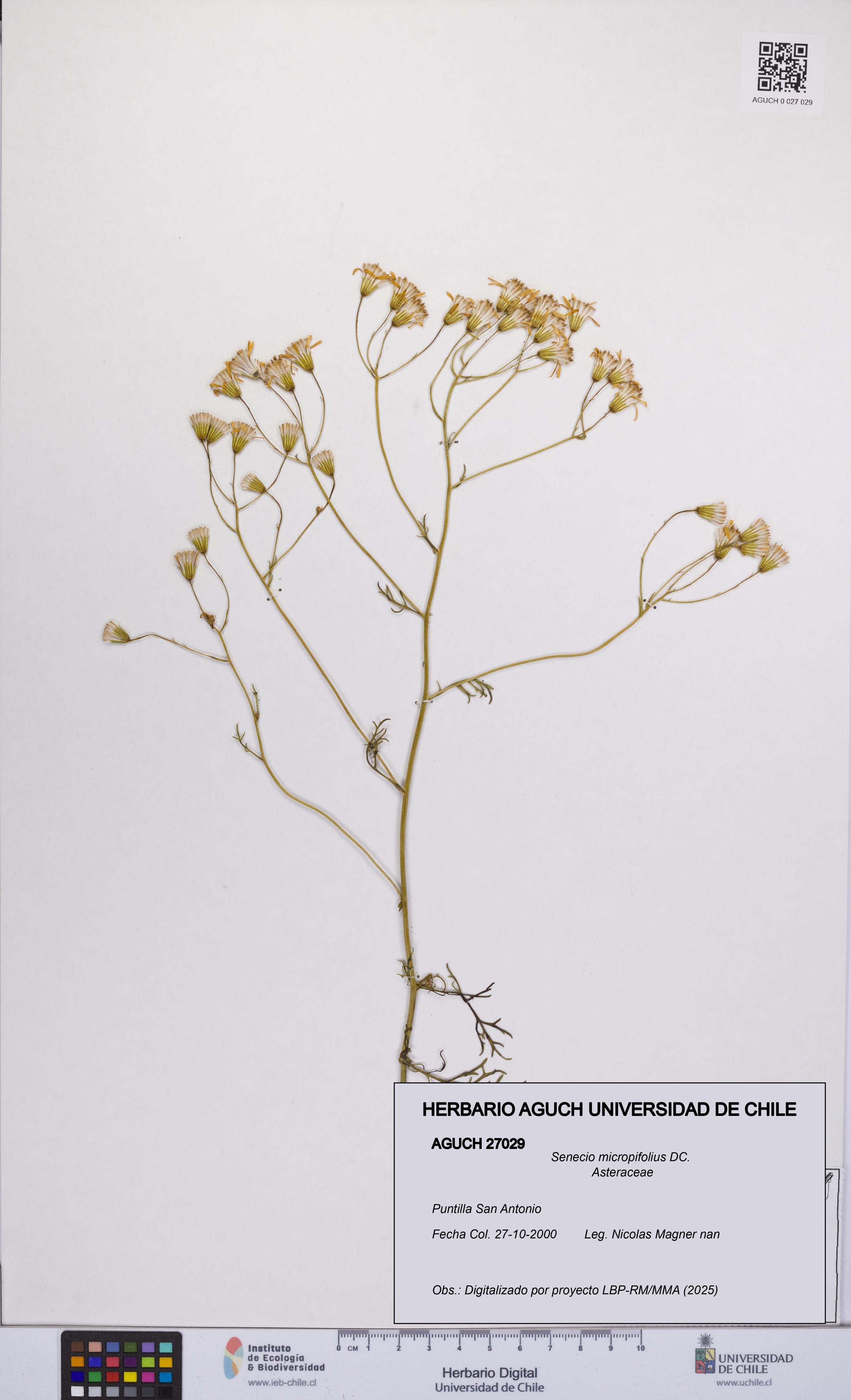 Senecio micropifolius [Espécimen: UCH:AGUCH:0027029]