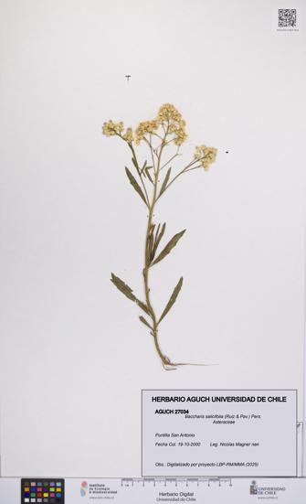 Baccharis salicifolia [Espécimen: UCH:AGUCH:0027034]
