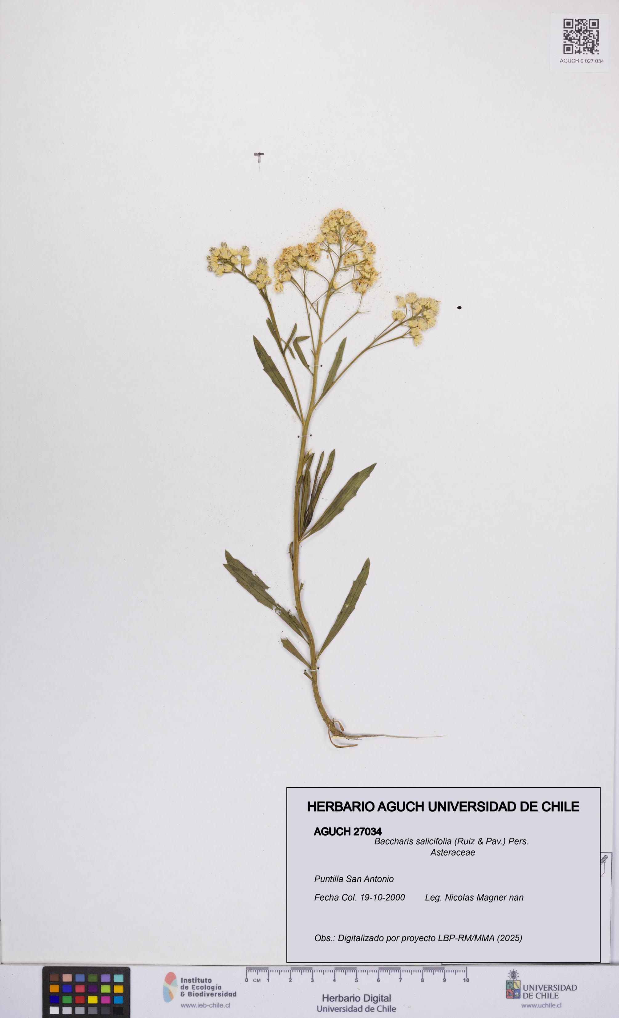 Baccharis salicifolia [Espécimen: UCH:AGUCH:0027034]