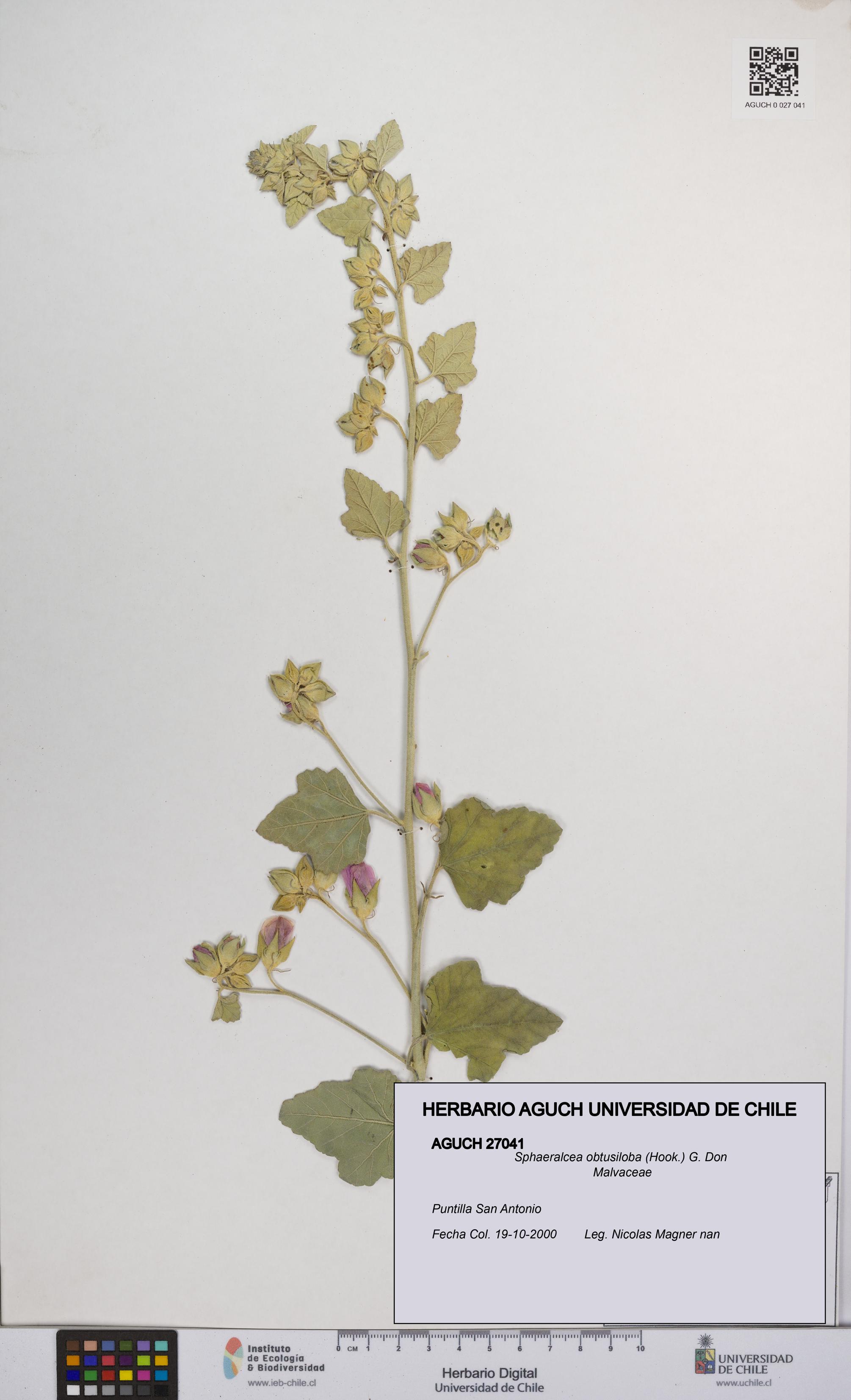 Sphaeralcea obtusiloba [Espécimen: UCH:AGUCH:0027041]