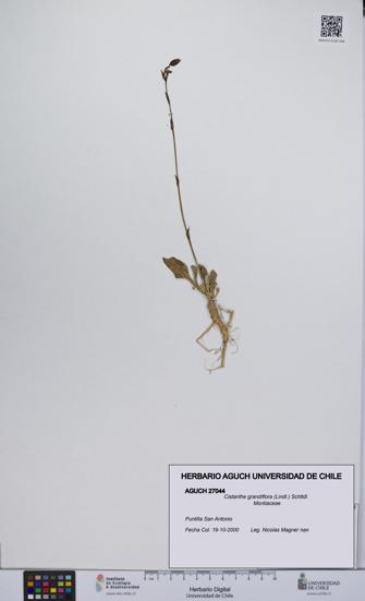 Cistanthe grandiflora [Espécimen: UCH:AGUCH:0027044]