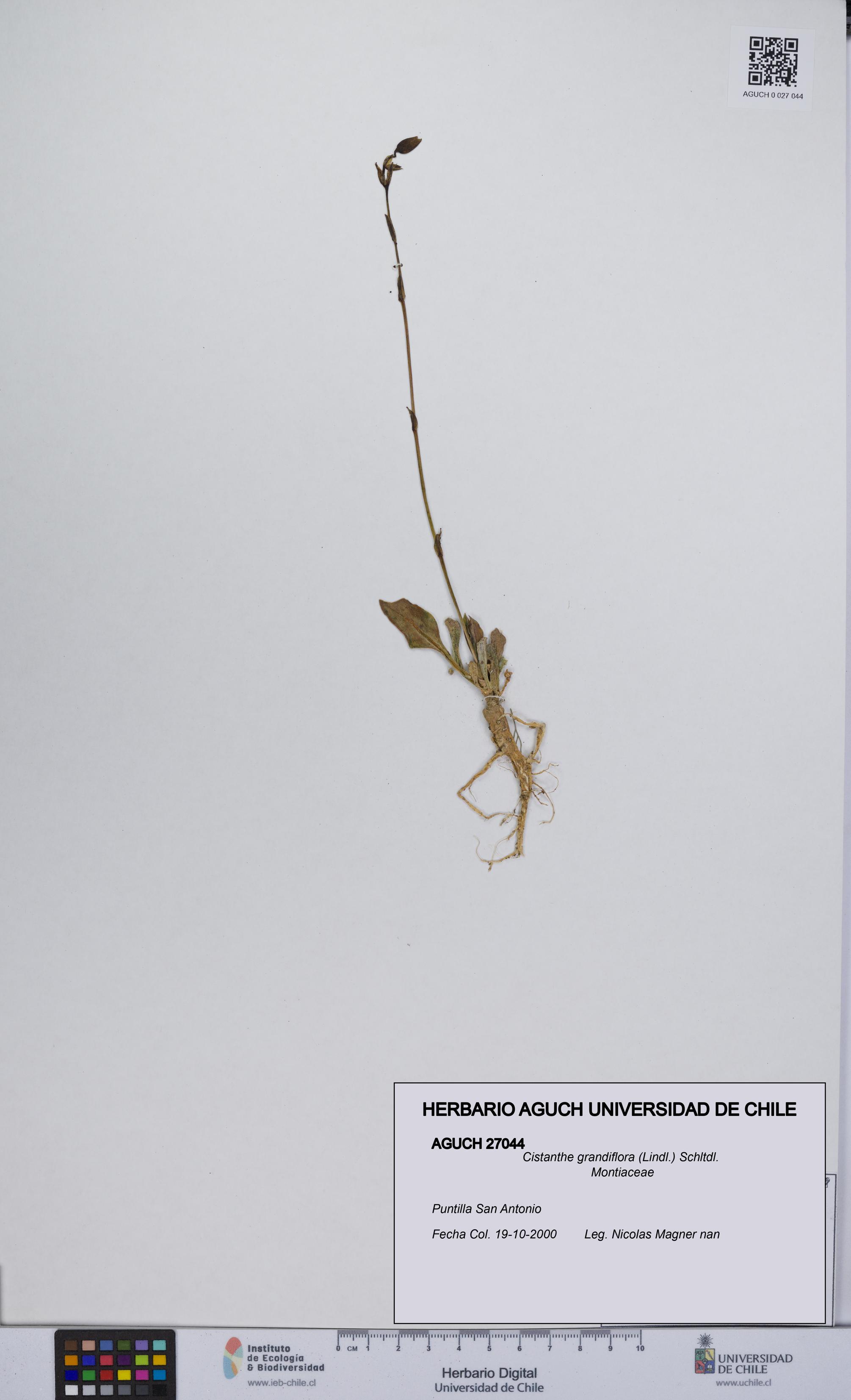 Cistanthe grandiflora [Espécimen: UCH:AGUCH:0027044]