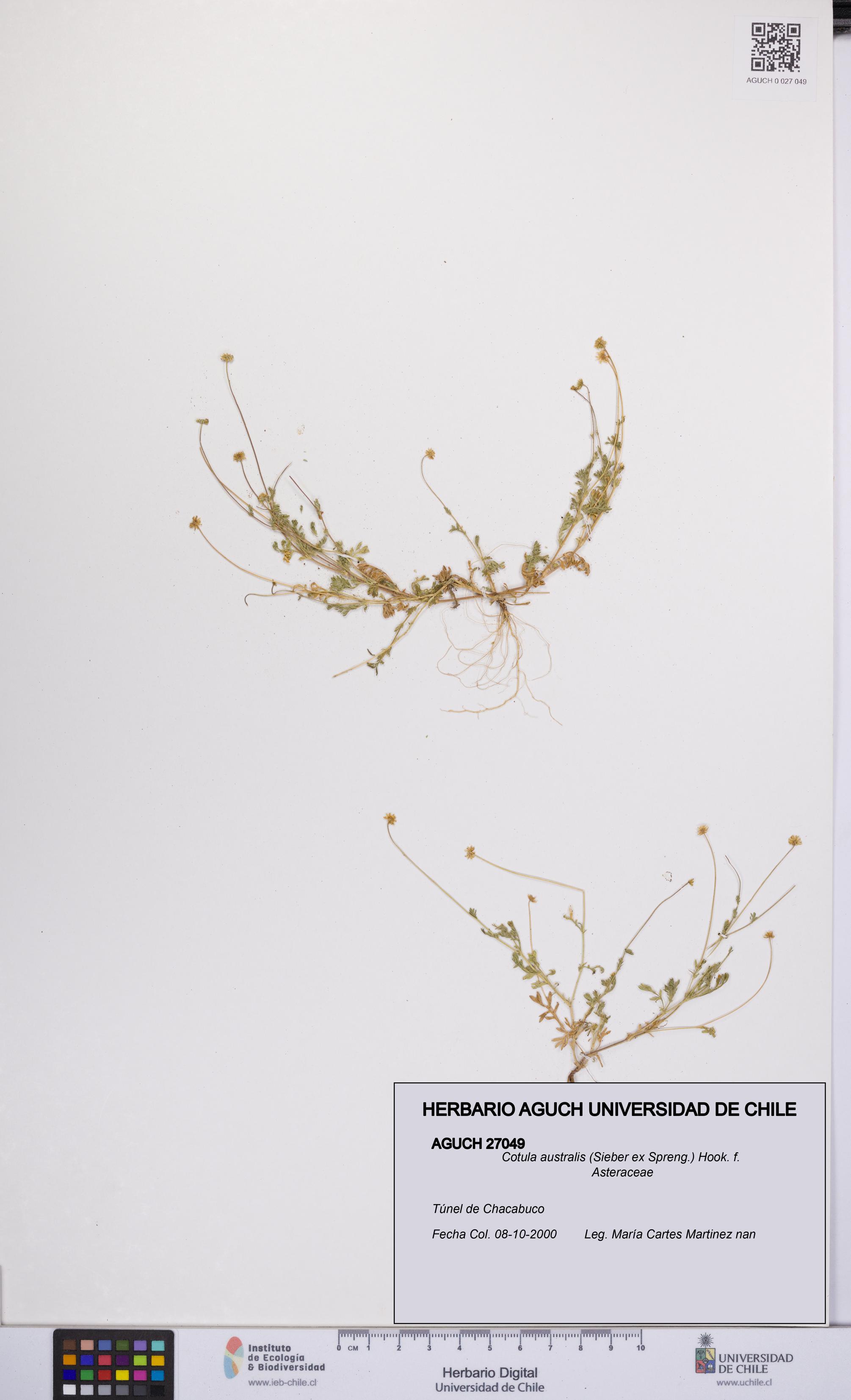 Cotula australis [Espécimen: UCH:AGUCH:0027049]