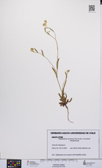 Plagiobothrys muricatus [Espécimen: ]