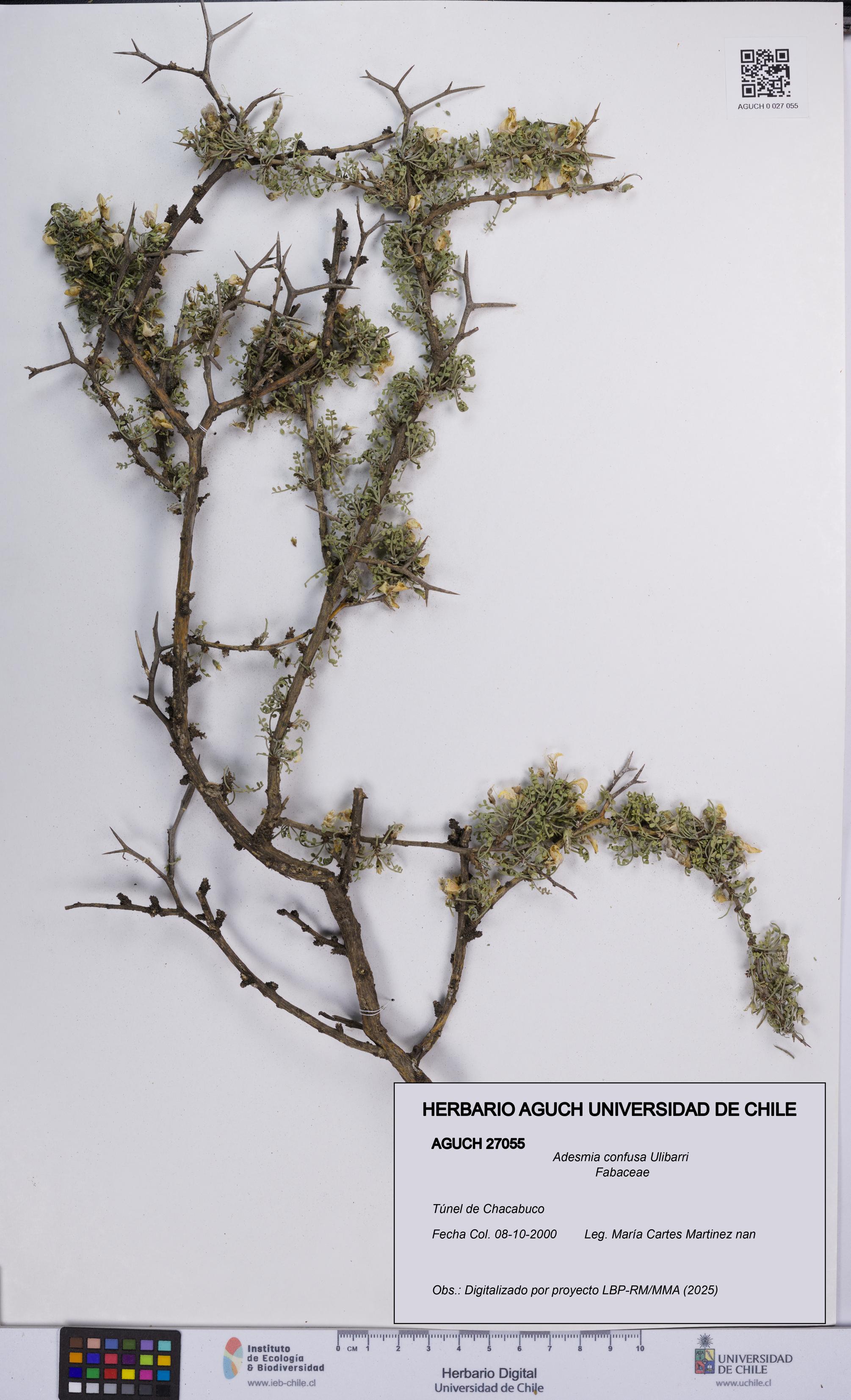 Adesmia confusa [Espécimen: UCH:AGUCH:0027055]