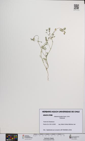 Adesmia tenella [Espécimen: UCH:AGUCH:0027056]