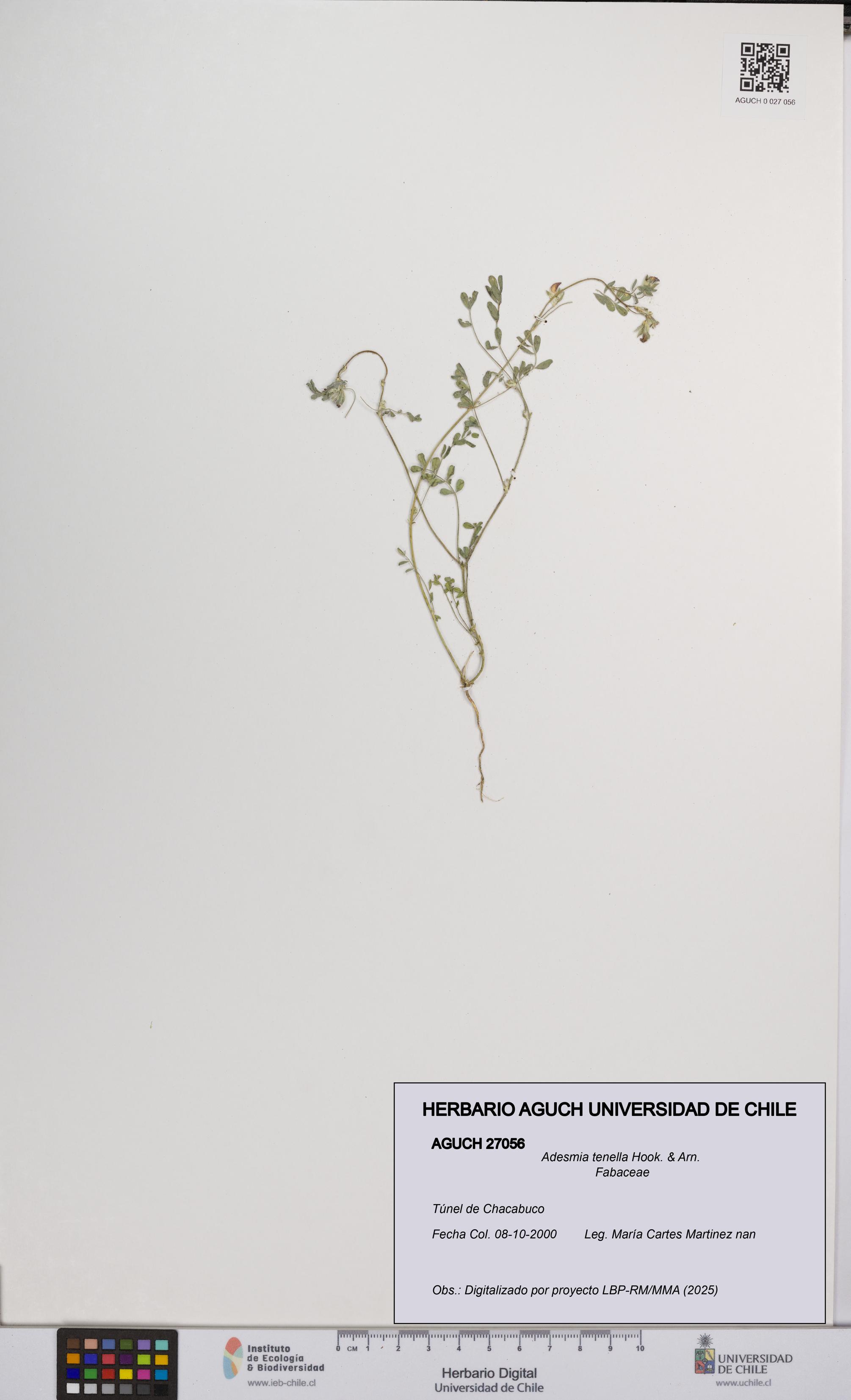 Adesmia tenella [Espécimen: UCH:AGUCH:0027056]