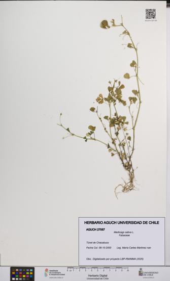 Medicago sativa [Espécimen: UCH:AGUCH:0027057]
