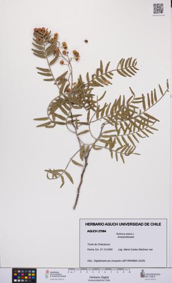 Schinus areira [Espécimen: UCH:AGUCH:0027064]