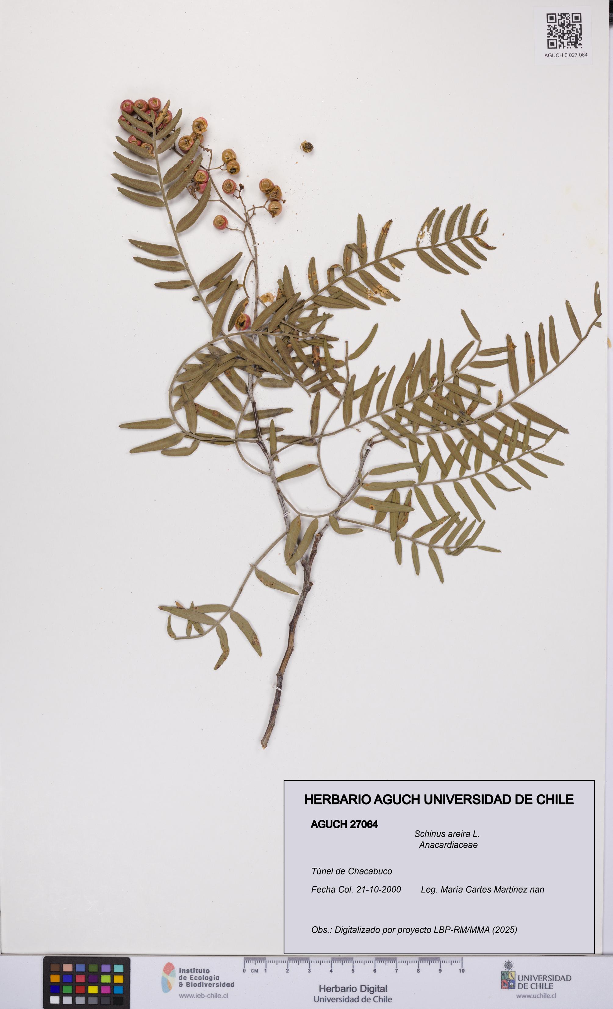 Schinus areira [Espécimen: UCH:AGUCH:0027064]