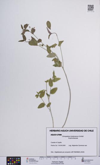 Chiropetalum berterianum [Espécimen: UCH:AGUCH:0027084]