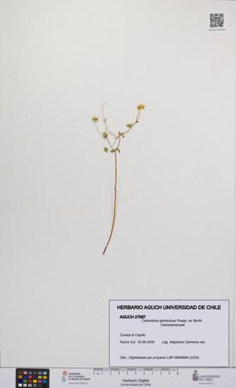 Calceolaria glandulosa [Espécimen: UCH:AGUCH:0027087]