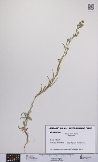 Madia sativa [Espécimen: UCH:AGUCH:0027089]