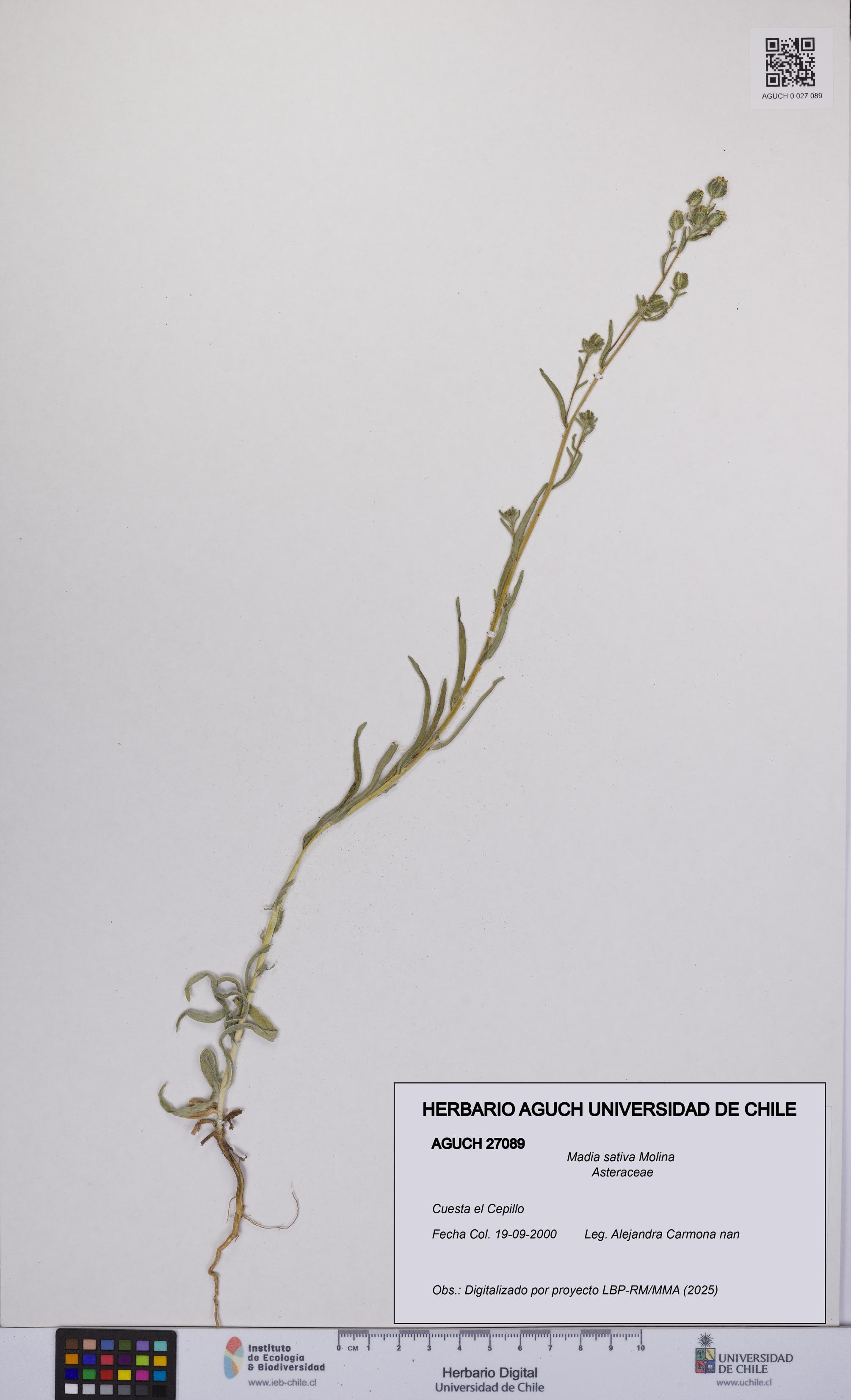 Madia sativa [Espécimen: UCH:AGUCH:0027089]