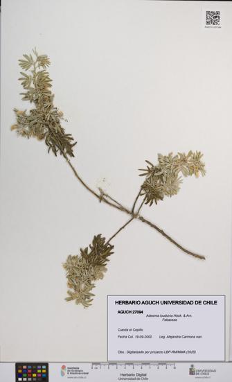Adesmia loudonia [Espécimen: UCH:AGUCH:0027094]