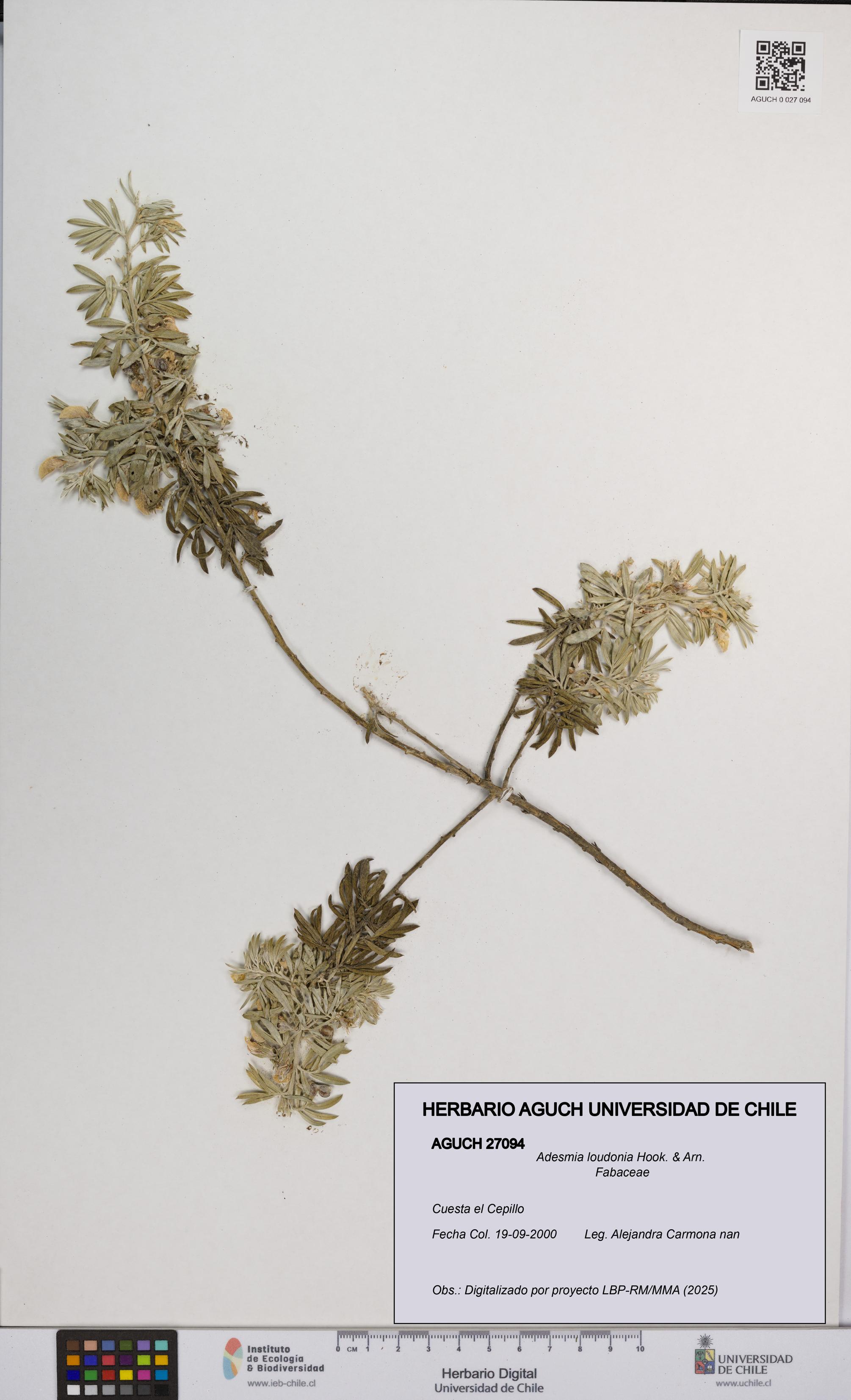 Adesmia loudonia [Espécimen: UCH:AGUCH:0027094]