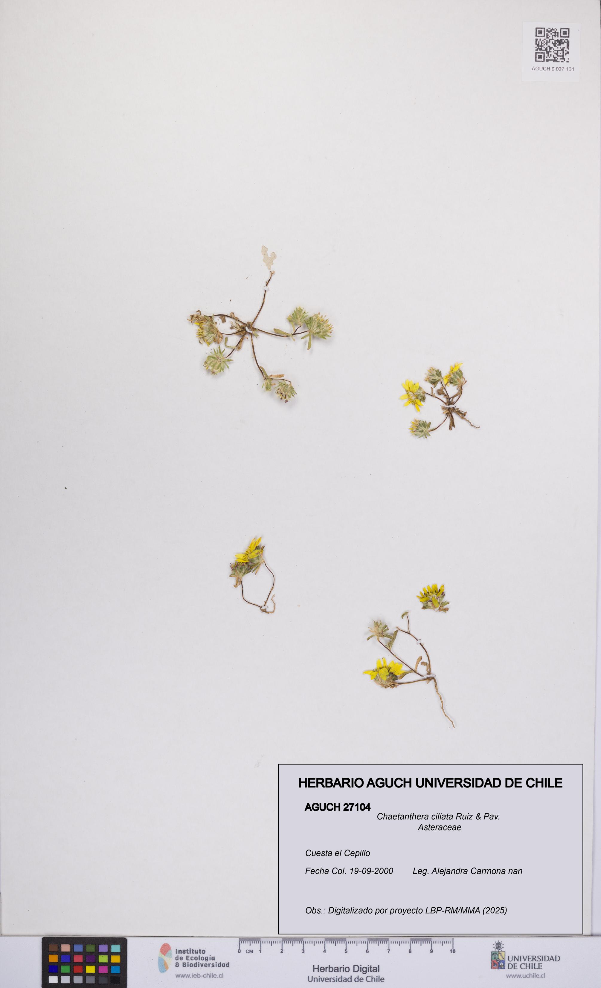 Chaetanthera ciliata [Espécimen: UCH:AGUCH:0027104]