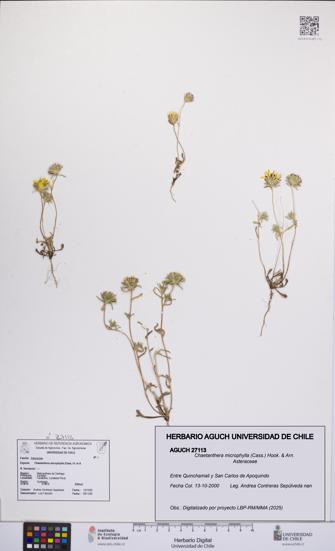 Chaetanthera microphylla [Espécimen: UCH:AGUCH:0027113]