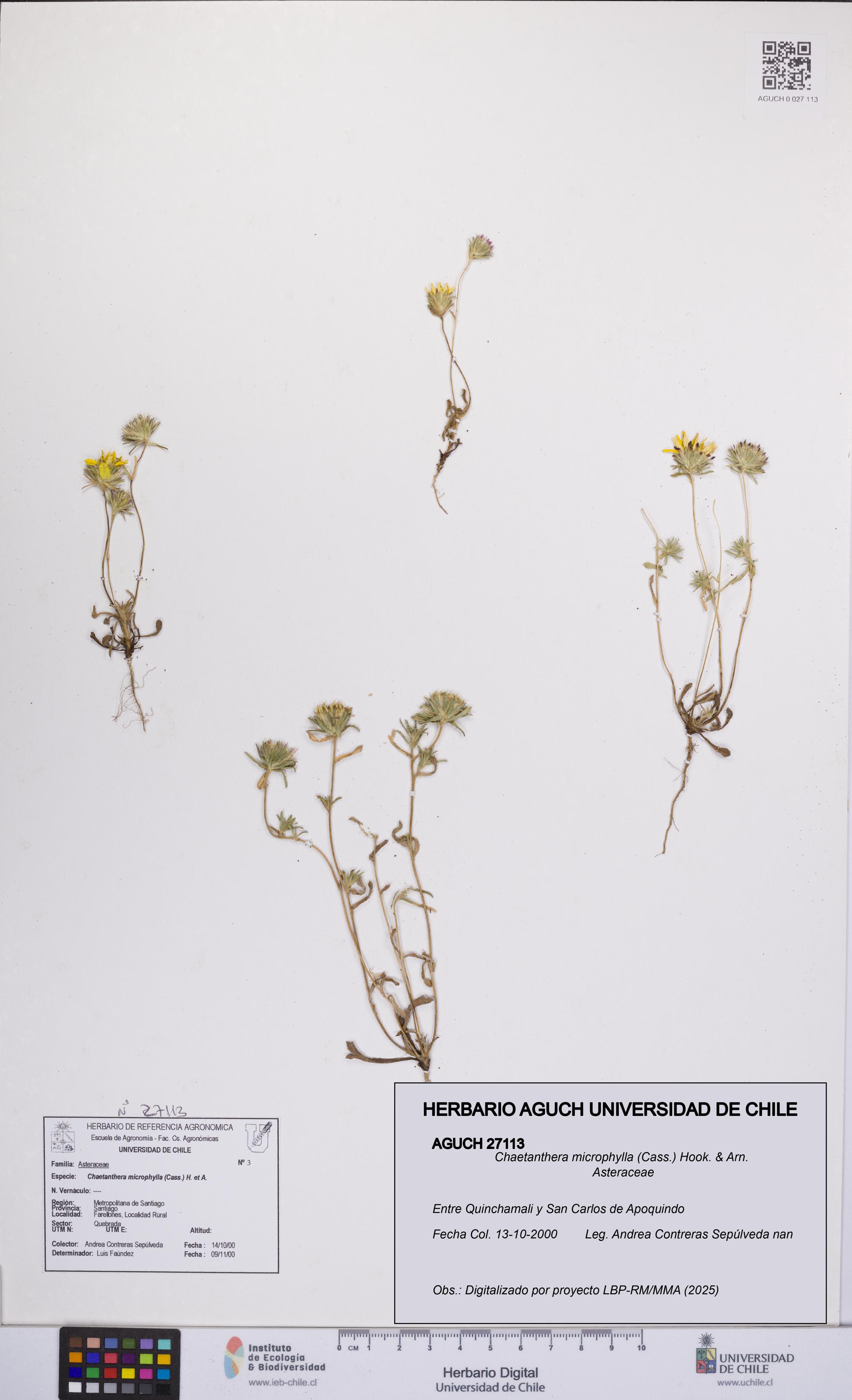 Chaetanthera microphylla [Espécimen: UCH:AGUCH:0027113]