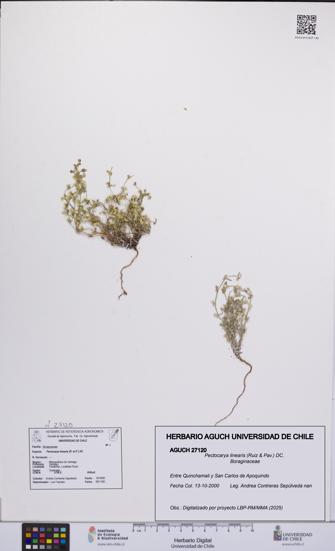 Pectocarya linearis [Espécimen: UCH:AGUCH:0027120]