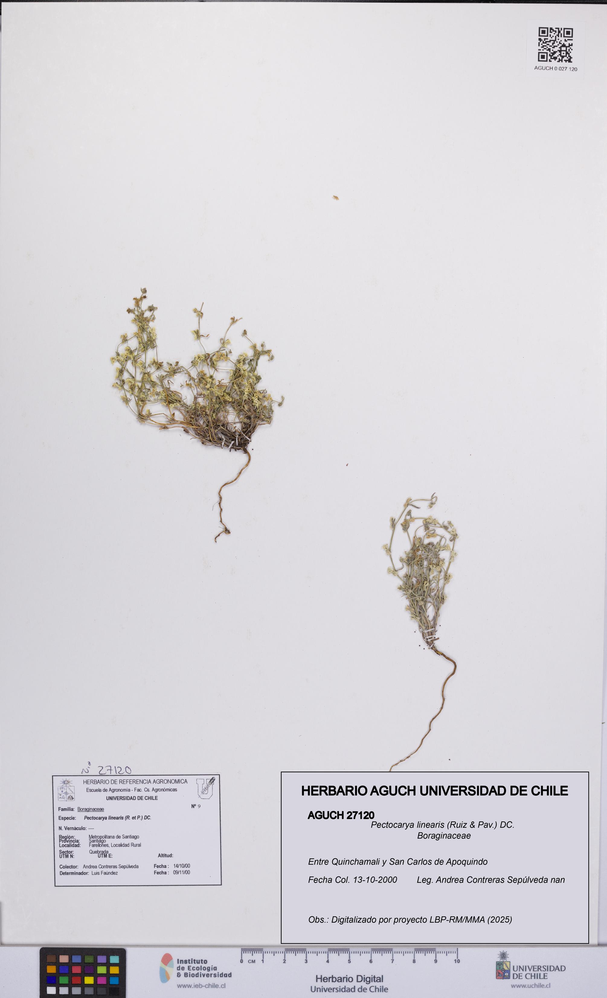 Pectocarya linearis [Espécimen: UCH:AGUCH:0027120]