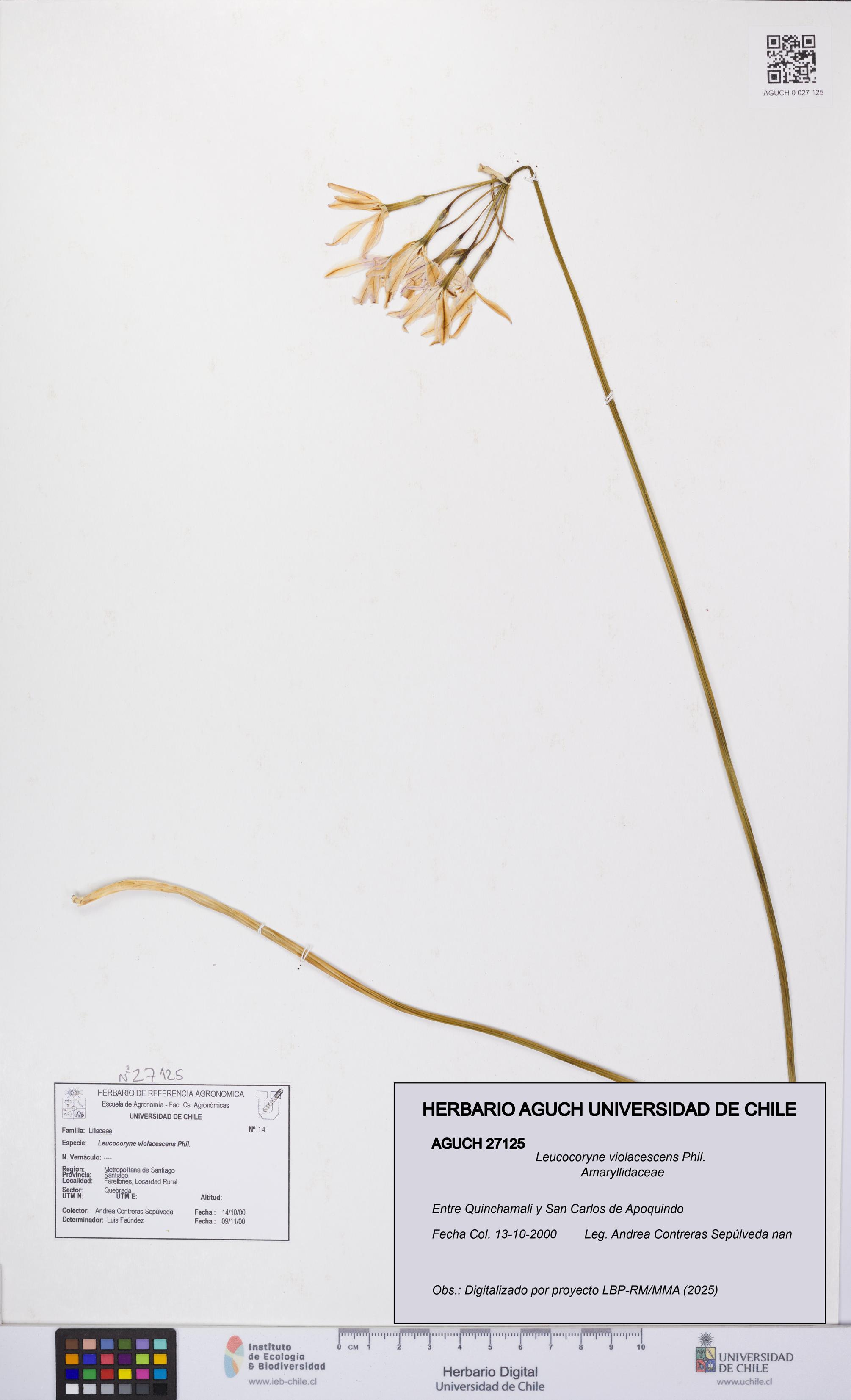 Leucocoryne violacescens [Espécimen: UCH:AGUCH:0027125]
