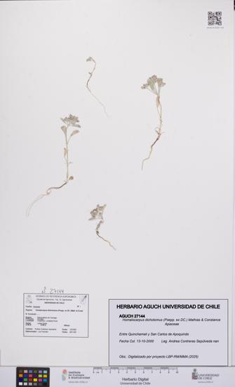 Homalocarpus dichotomus [Espécimen: UCH:AGUCH:0027144]