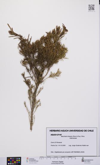 Baccharis linearis [Espécimen: UCH:AGUCH:0027147]
