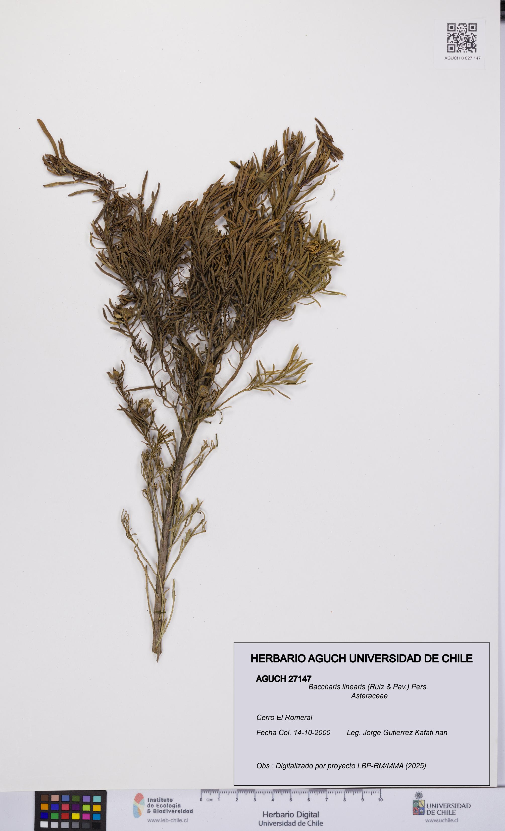 Baccharis linearis [Espécimen: UCH:AGUCH:0027147]