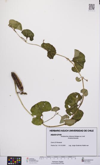 Aristolochia chilensis [Espécimen: UCH:AGUCH:0027151]
