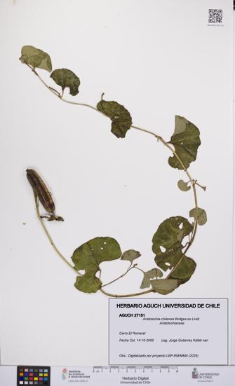 Aristolochia chilensis [Espécimen: UCH:AGUCH:0027151]