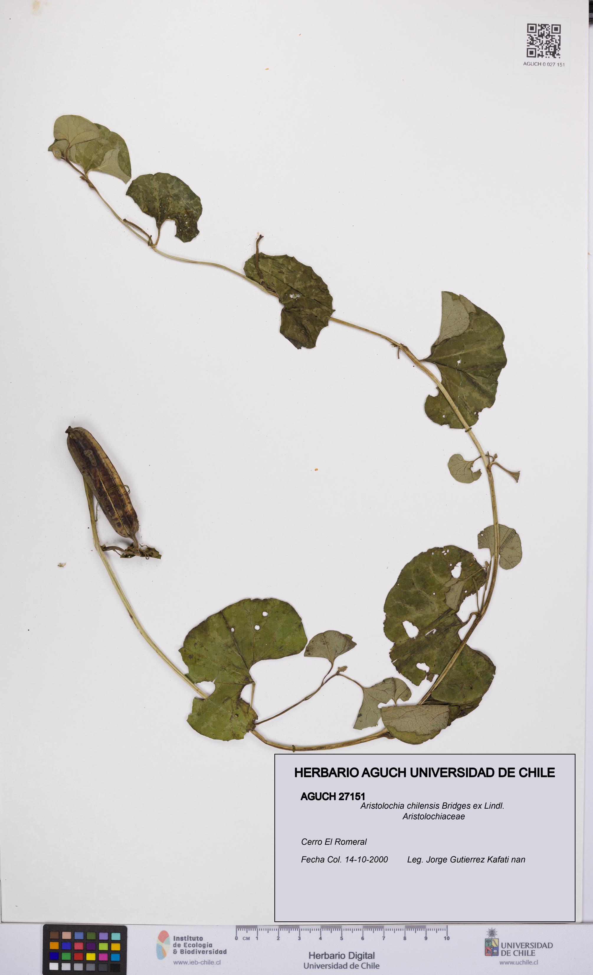 Aristolochia chilensis [Espécimen: UCH:AGUCH:0027151]