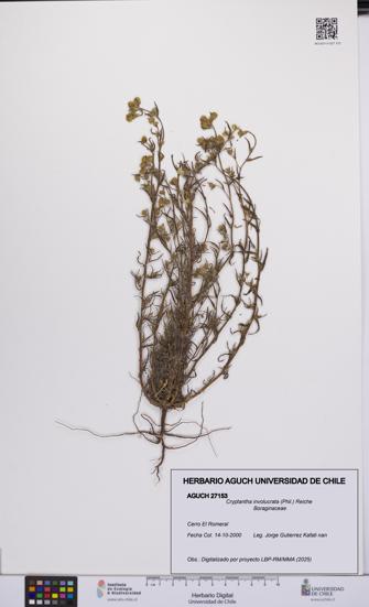Cryptantha involucrata [Espécimen: UCH:AGUCH:0027153]