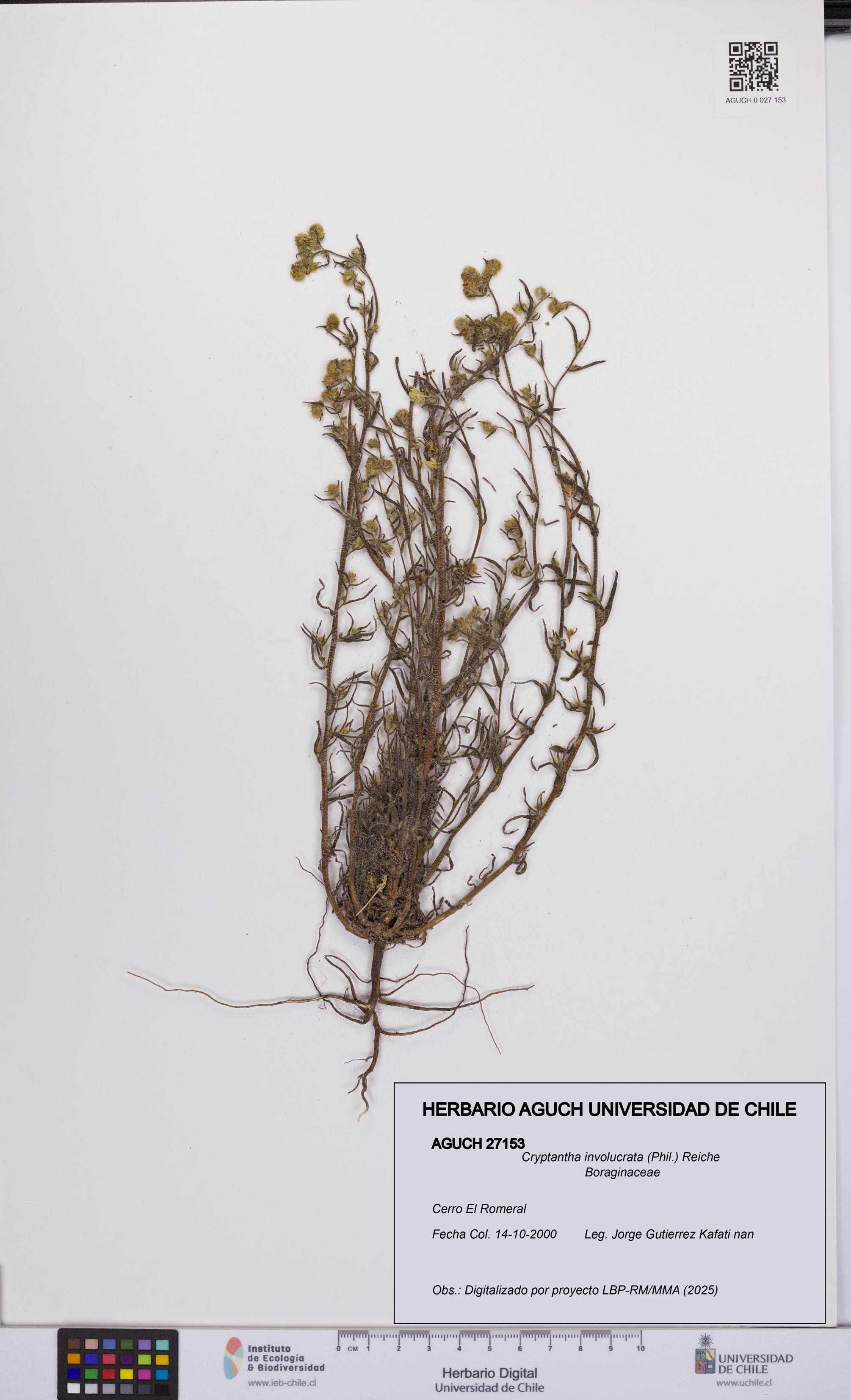 Cryptantha involucrata [Espécimen: UCH:AGUCH:0027153]