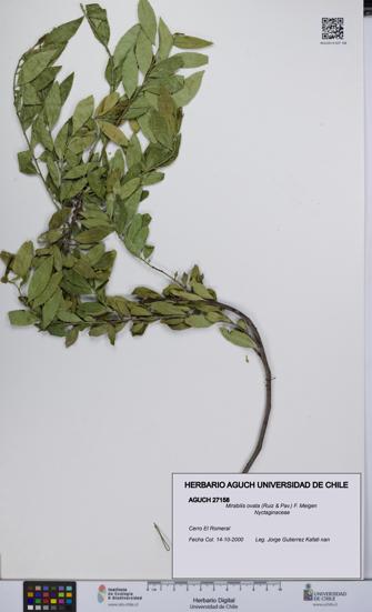 Mirabilis ovata [Espécimen: UCH:AGUCH:0027158]