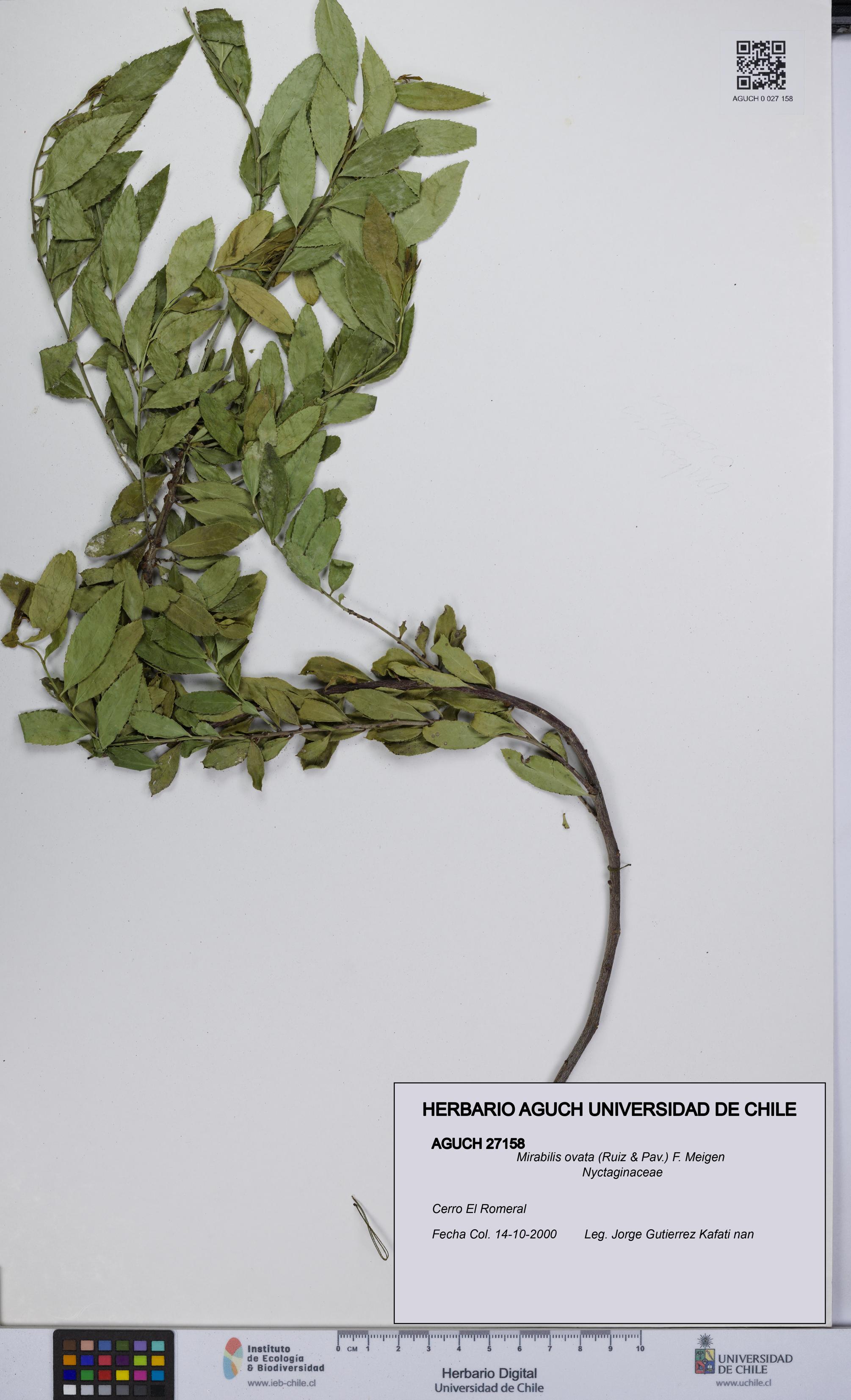 Mirabilis ovata [Espécimen: UCH:AGUCH:0027158]