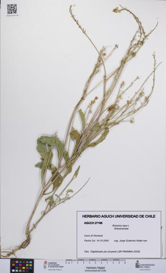 Brassica rapa [Espécimen: UCH:AGUCH:0027165]