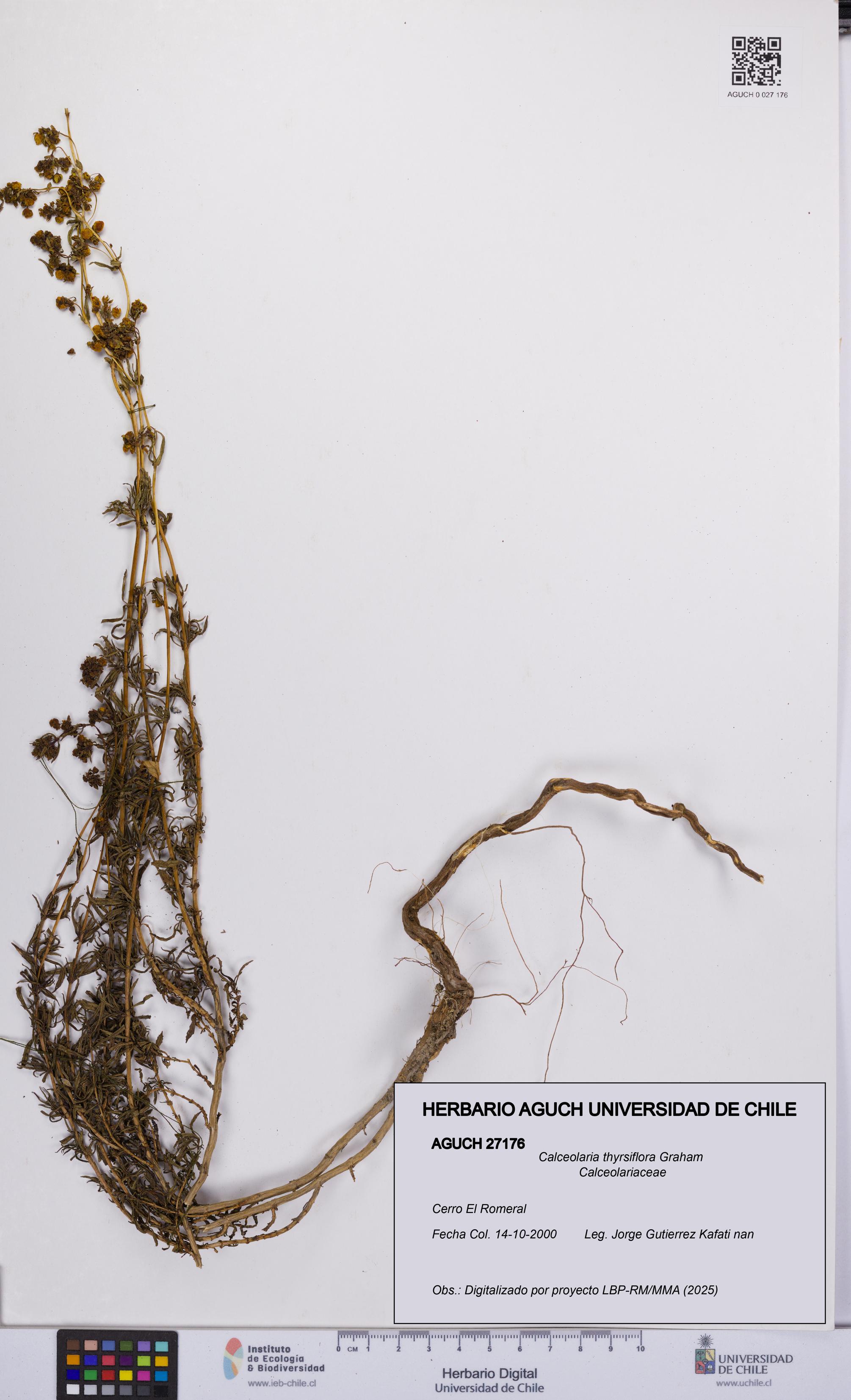Calceolaria thyrsiflora [Espécimen: UCH:AGUCH:0027176]