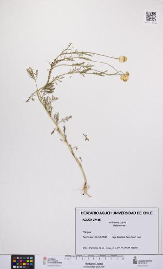 Anthemis cotula [Espécimen: UCH:AGUCH:0027185]