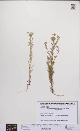 Cryptantha clandestina [Espécimen: UCH:AGUCH:0027221]