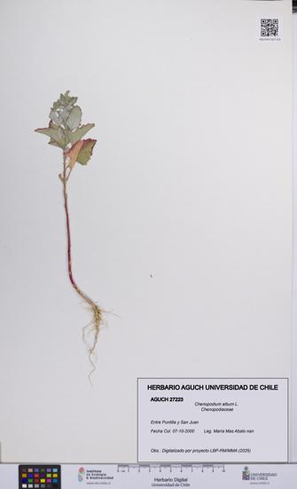 Chenopodium album [Espécimen: UCH:AGUCH:0027223]