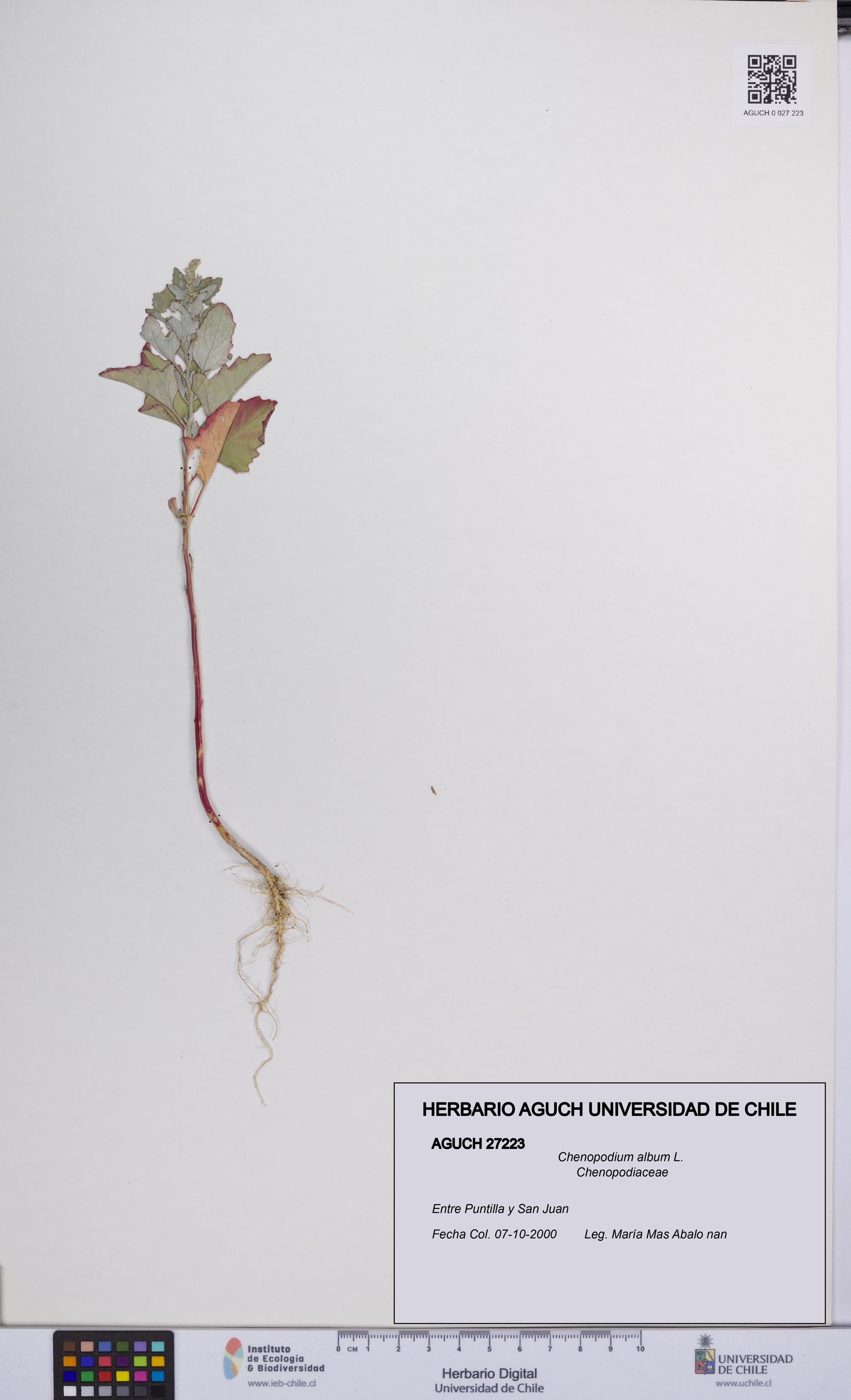 Chenopodium album [Espécimen: UCH:AGUCH:0027223]