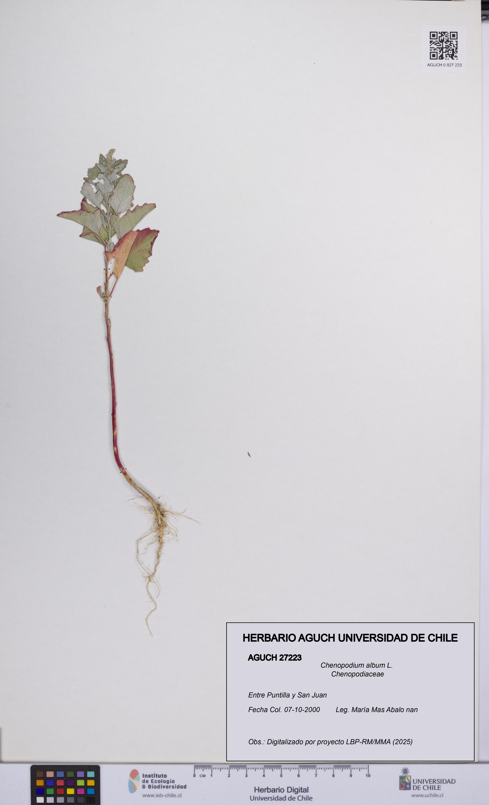 Chenopodium album [Espécimen: UCH:AGUCH:0027223]