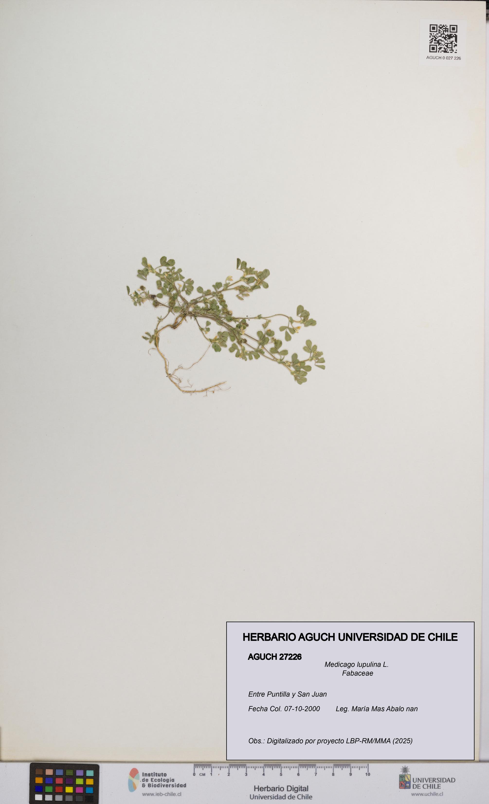Medicago lupulina [Espécimen: UCH:AGUCH:0027226]