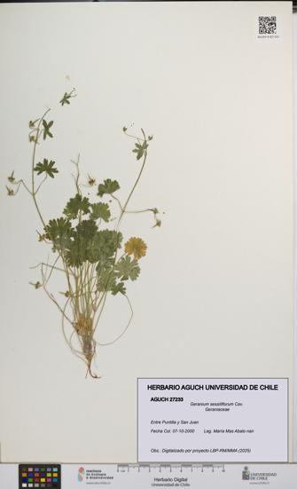 Geranium sessiliflorum [Espécimen: UCH:AGUCH:0027233]
