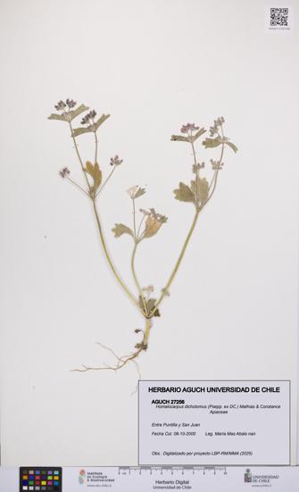 Homalocarpus dichotomus [Espécimen: UCH:AGUCH:0027256]